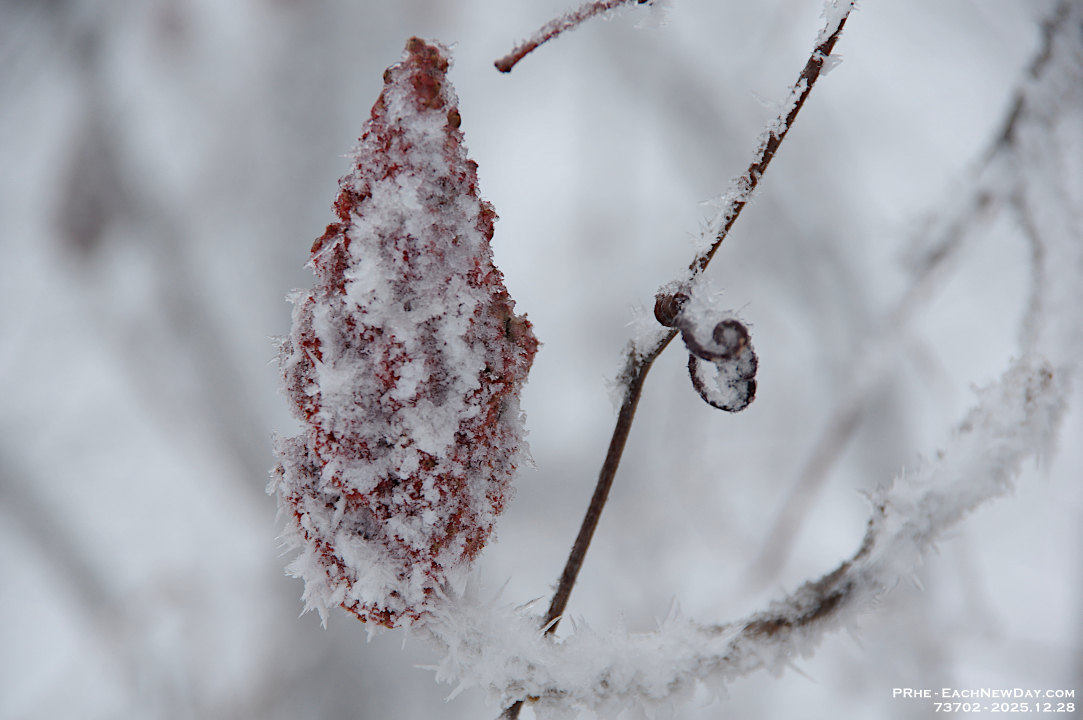 73702LeUsm - Enjoying the hoar frost and freezing rain